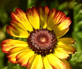 Reddish yellow and purple flower of Chrysanthemum.