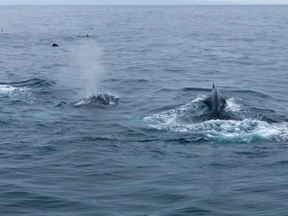 Obraz premium humpback whale 