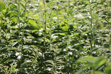 green leaves background