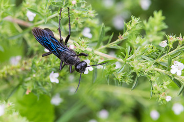  blue mud dauber or blue mud wasp (Chalybion californicum)