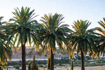 Fototapeta premium Photo of some beautiful and green palm trees during sunset in the city. Holidays