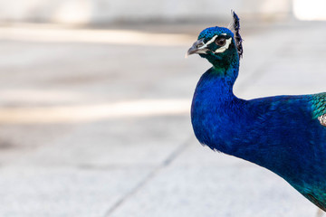 Male peacock resting in a park with flowers