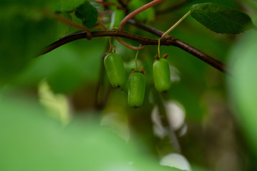 Small kiwis hanging from the vine