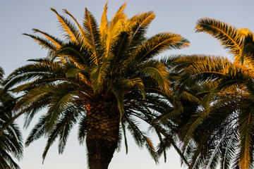 Fototapeta na wymiar Photo of some beautiful and green palm trees during sunset in the city. Holidays