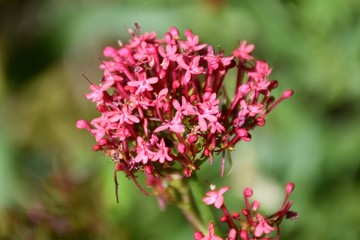 Bouquet of flowers of Red Valerian plant (Centranthus ruber).