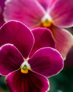 Close up of two pansies