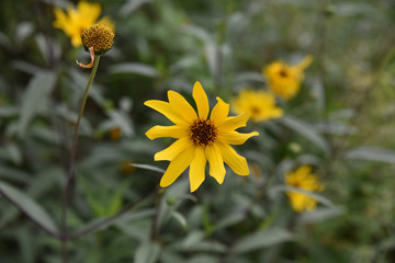 Rudbeckia jaune en été