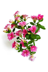 Indoor pink flowers on a white background