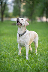 Fawn labrador howls in a summer park.