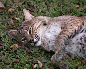 Bobcat Stock Photos.  Bobcat head close-up with green foliage background in its environment and habitat. Image. Portrait. Picture. Photo.