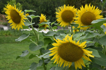 Tournesols en fin d'été