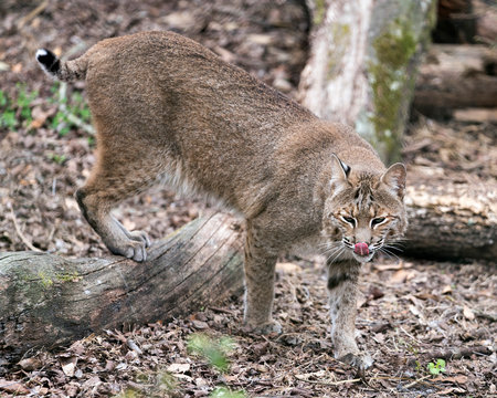 Bobcat stock photos. Bobcat close-up profile view licking its nose and displaying head, ears, eyes, nose, mouth, paws, brown fur in its environment and habitat. Picture. Image. Portrait.