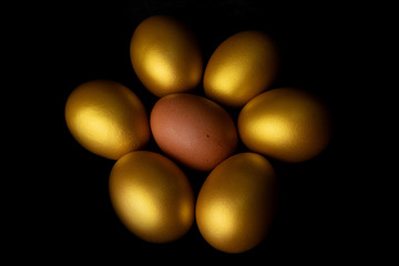 Close-up view of fresh egg chicken surrounded by gold eggs on black background