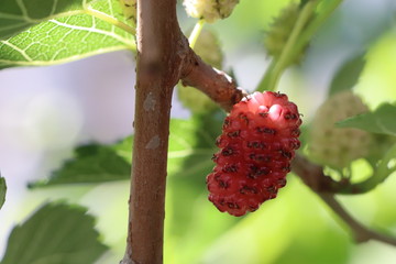 Unripe red mulberry