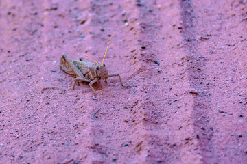 Locust at Ground, Talampaya National Park, La Rioja, Argentina