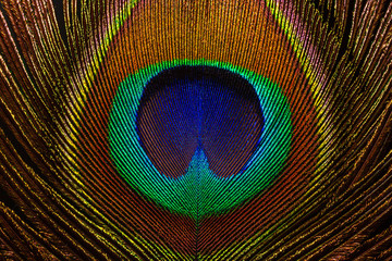 Close up of a Peacock feather filling the frame