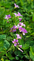 Pink-sorrel flowers (Oxalis articulata)