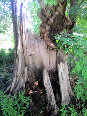 Stary, złamany pień drzewa. © WalDec