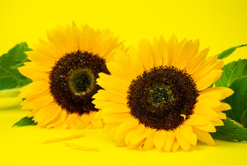 Group of sunflowers in full bloom. Yellow background