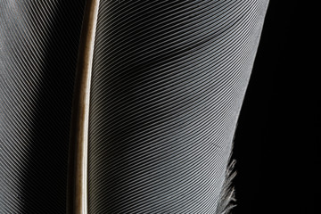 Black macro feather,Black raven feathers ,Serbia, Feather, Macrophotography, Black Color, Gray...