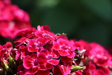close-up red flowers
