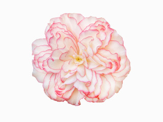 Begonia beautiful pink flower isolate on white background