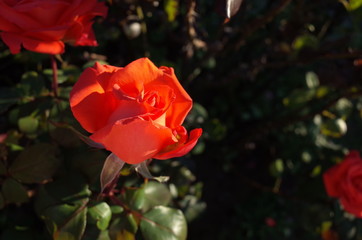 Orange Flower of Rose 'Hanakagari' in Full Bloom
