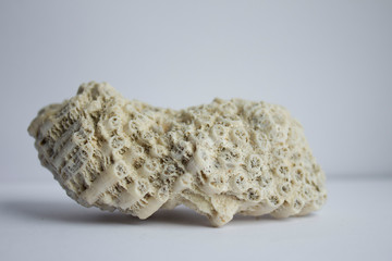 Unusual old seashell with sea on white background