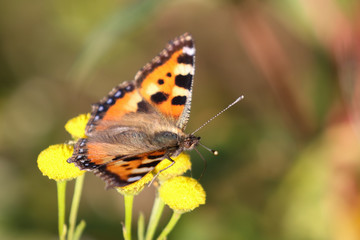 Small tortoiseshell