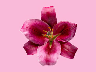 Red lily isolated on pink background. Beautiful still life. Flower in the shape of a star
