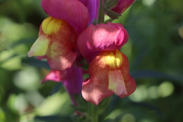 close-up snapdragon flower photo
