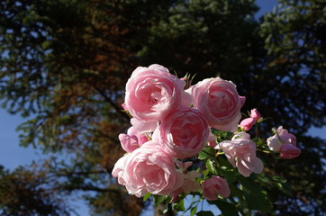 Light Pink Flower of Rose 'Hans Gonewein' in Full Bloom
