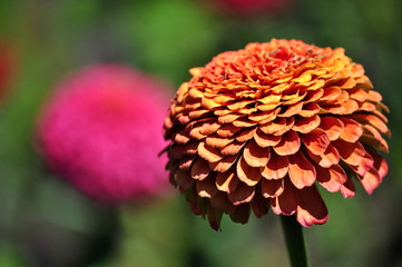 red dahlia flower in garden