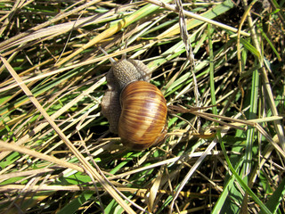 Ślimak w naturalnym środowisku. © WalDec
