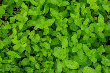 Mint plant grow at vegetable garden