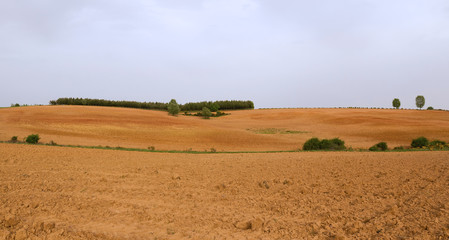 Fototapeta na wymiar Panoramic view of agricultural land recently plowed and prepared for cultivation. With ocher and brown. With some scattered tree and a plantation of young pines on the ridge 