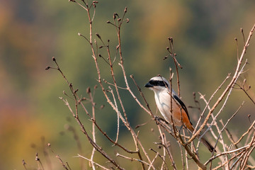 Red Back Shrike  bird sitting on a tree in, Corbet national park, Dhikala , India
