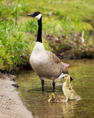 Naklejka na ściany i meble Canadian Geese Stock Photos. Canadian Geese with baby geese gosling. Baby geese. Canadian Goose picture. Photo. Image. Portrait. Image