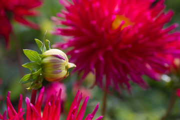 Young flower bud Dalia accompanied by other already flowered dahlias 