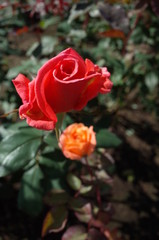 Pink Flower of Rose 'Harmonie' in Full Bloom
