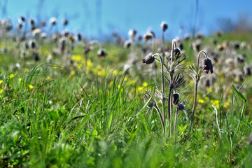 field of grass