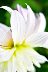 Pink and white flowers Dahlia Nymphaea Syberia