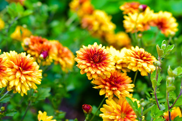 Yellow red Korean garden chrysanthemums in summer