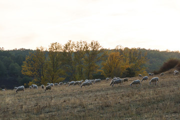 Flock of sheep grazing in autumn landscape at sunset