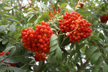 Ripe rowan berries in summer garden