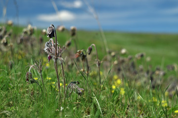grass and flowers
