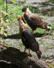 Caracara Stock Photos. Caracara bird couple with a close-up, one bird with open beak, with a foliage background displaying head, eye, beak, legs, feet, feather plumage with a blur background.