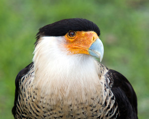 Caracara stock photos.  Caracara head close-up with blur background, enjoying the sun in its environment and habitat.