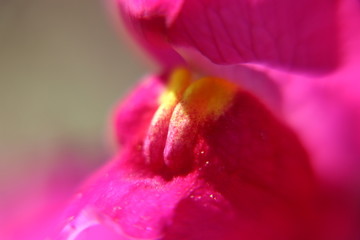 close-up snapdragon flower photo
