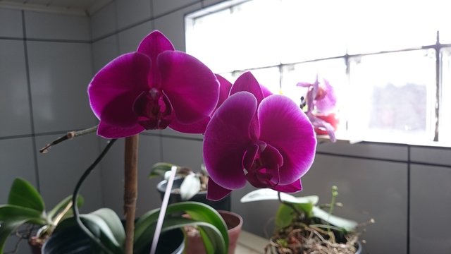 flor